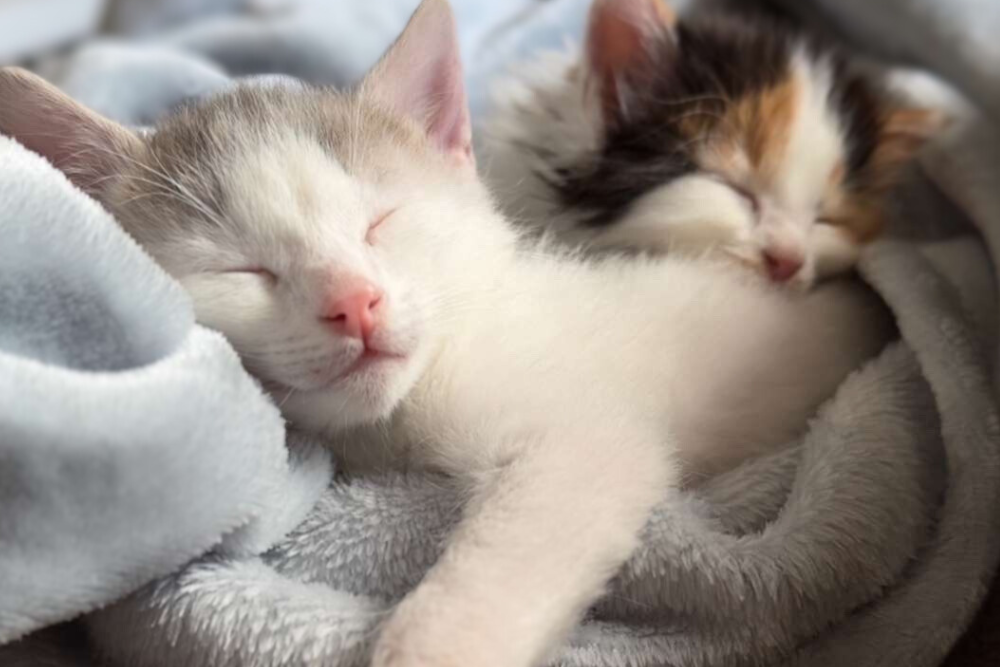 Son premier jour chez toi : fais-lui un cocon digne des RazpouketsÂź