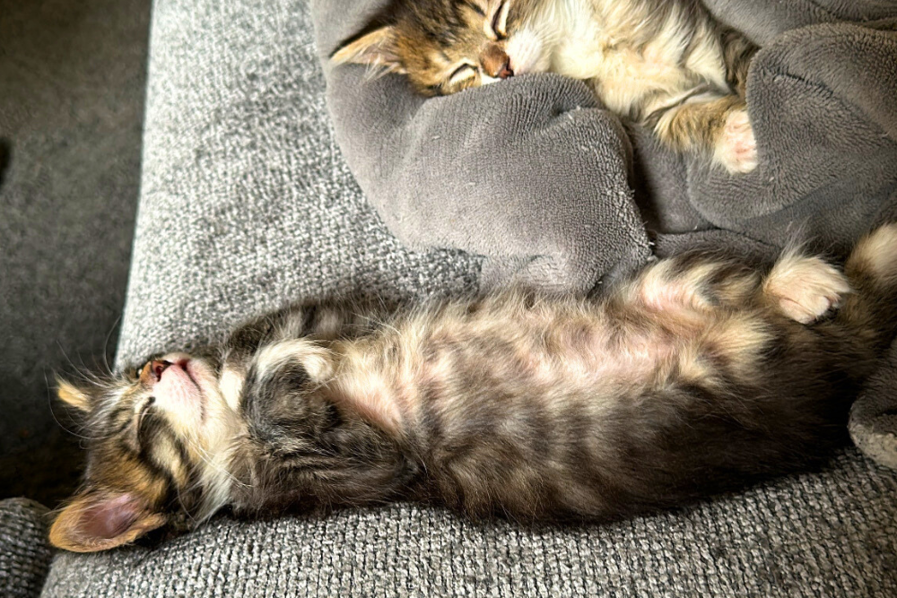 Comprendre le langage corporel du chat : décodez les signaux de votre félin