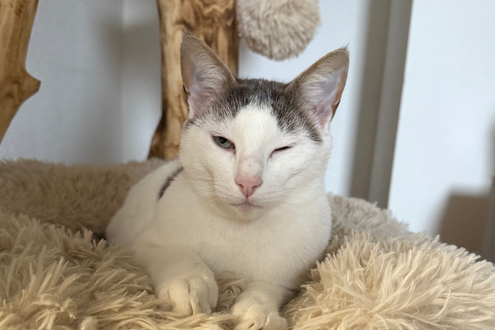 Comment savoir si mon chat est malade ? Les signes à surveiller