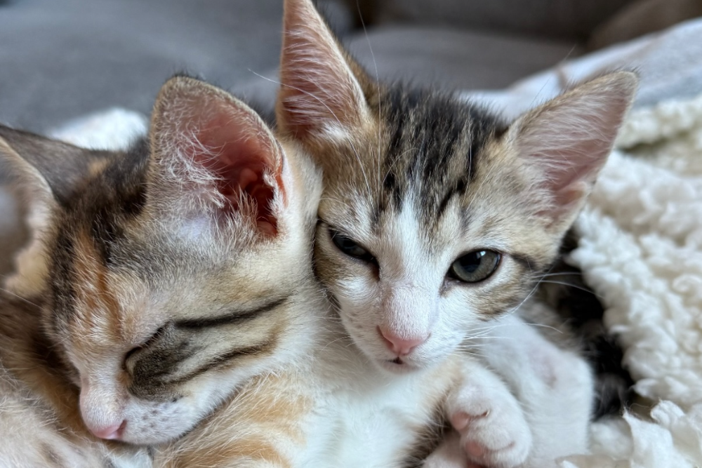 Pourquoi les chats aiment les cartons ? (Réponse complète et surprenante)