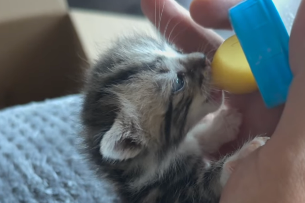 Comment biberonner deux chatons orphelins – Le guide complet