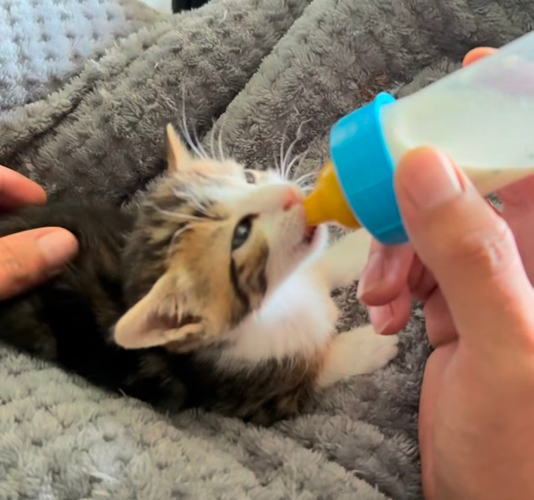 Chatons & santé : les bons gestes pour protéger les plus fragiles 🐾