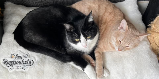 Top 10 des bonnes résolutions à prendre avec son chat en 2026