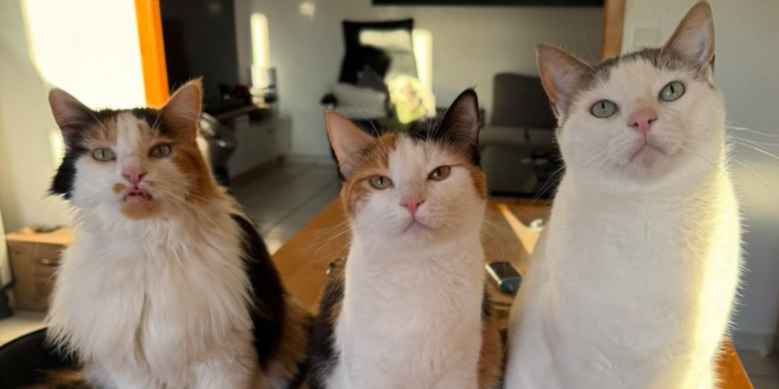 Pourquoi mon chat dort sur moi ? (et ce que ça veut dire vraiment)