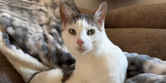 Ce que votre chat pense vraiment de vous (et vous n’êtes peut-être pas prêt)