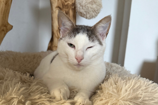 Comment savoir si mon chat est malade ? Les signes à surveiller