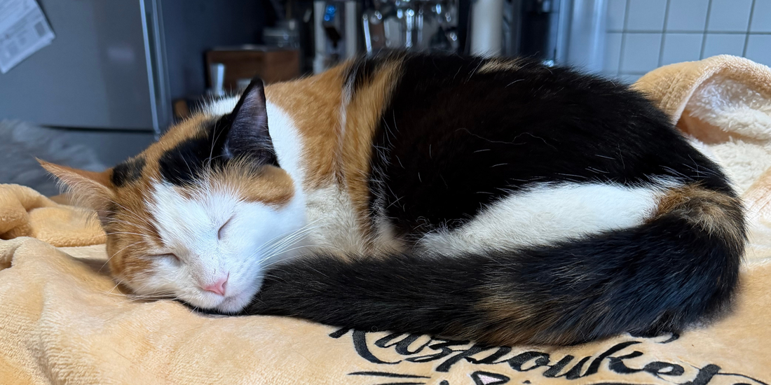 Les 10 erreurs qui stressent votre chat sans que vous le sachiez
