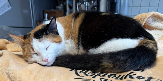 Les 10 erreurs qui stressent votre chat sans que vous le sachiez