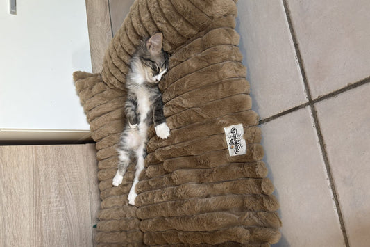 Chaton endormi de tout son long sur un couchage Razpoukets caramel