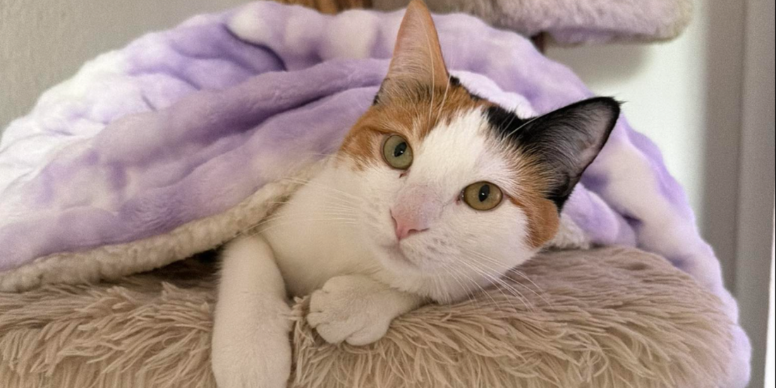 Pourquoi votre chat cherche toujours les endroits les plus doux ?