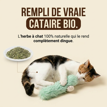 Chat détendu par l'effet de la cataire bio, à côté de sa queue en peluche
