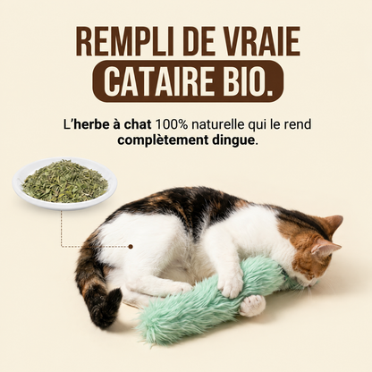 Relleno de auténtica nébeda: la hierba gatera 100 % natural que lo vuelve loco
