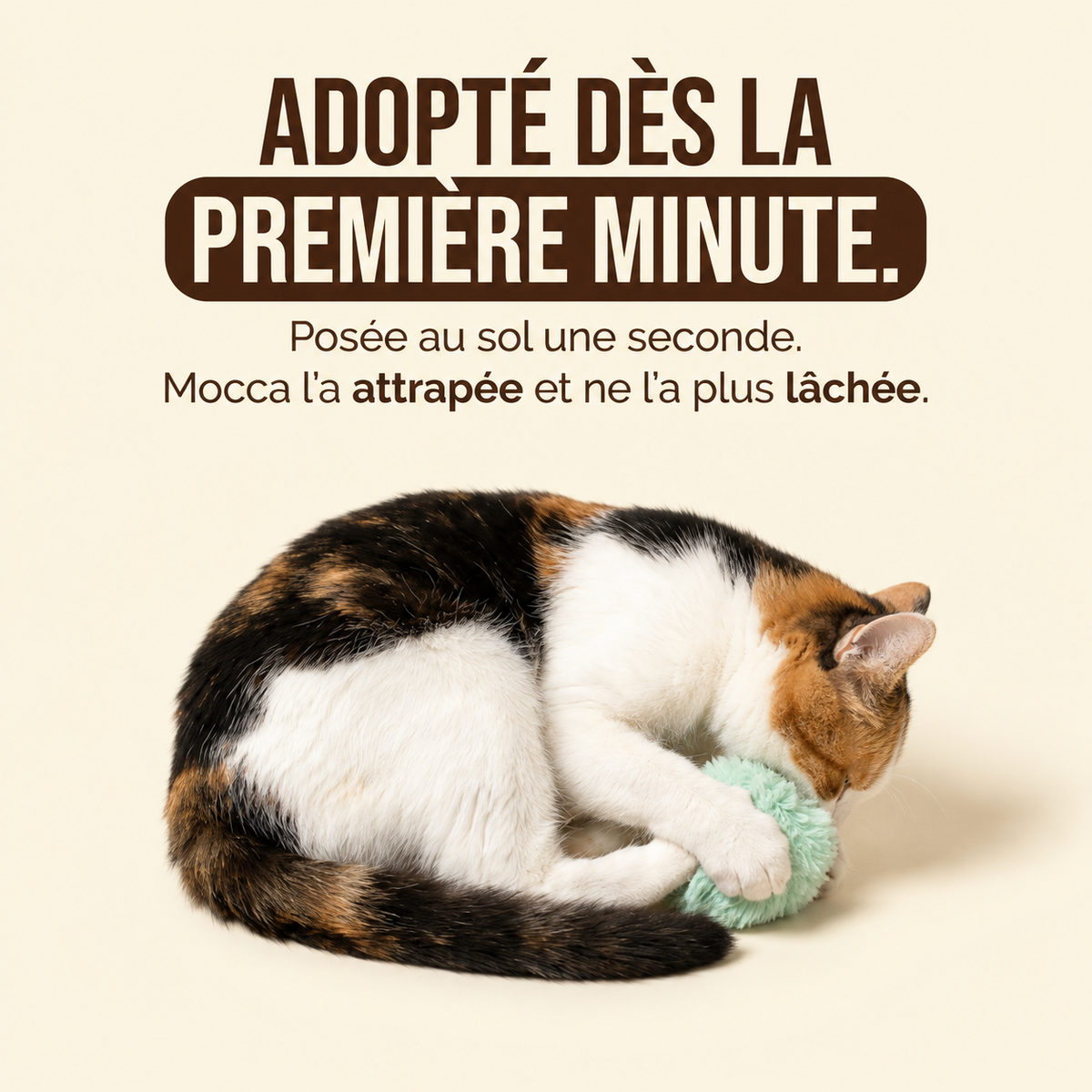 Adoptado desde el primer minuto: un gato atrapa la cola con hierba gatera