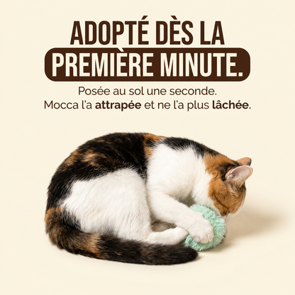 Adoptado desde el primer minuto: un gato atrapa la cola con hierba gatera