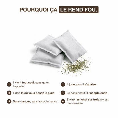 Pourquoi l'herbe à chat rend votre chat fou du plaid, six effets