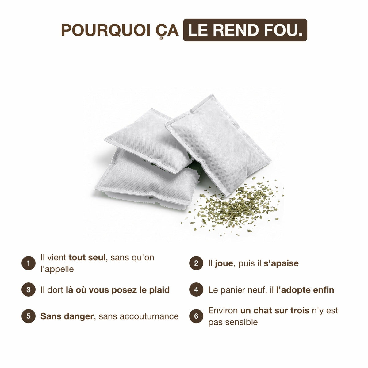 Pourquoi l'herbe à chat rend votre chat fou du plaid, six effets
