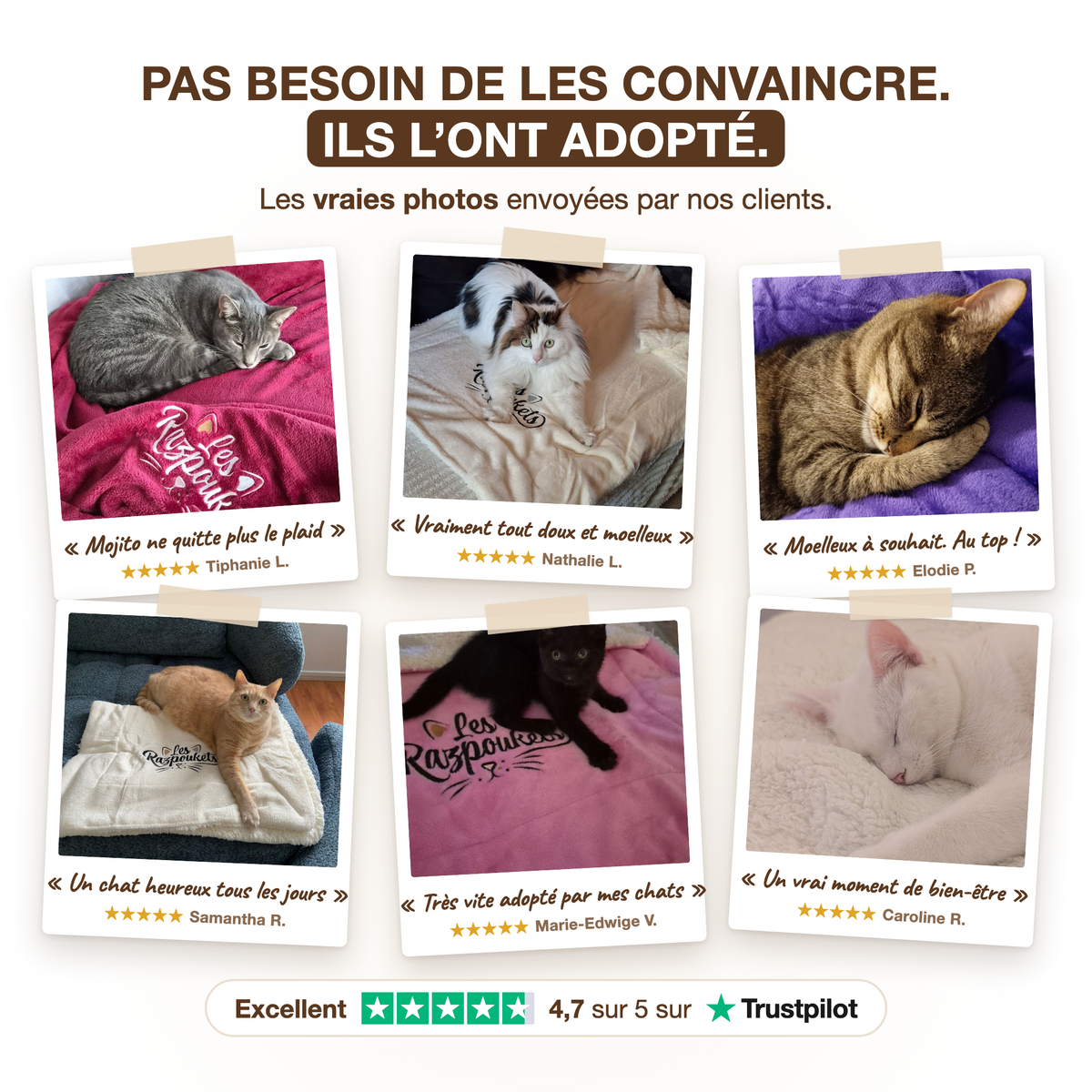 Fotos reales de clientes: sus gatos sobre la manta Razpoukets, opiniones de 5 estrellas, Trustpilot 4,7 sobre 5