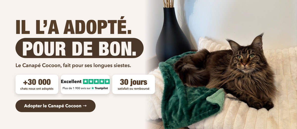 Il l'a adopté, pour de bon : Maine Coon sur le Canapé Cocoon Blanc Ivoire