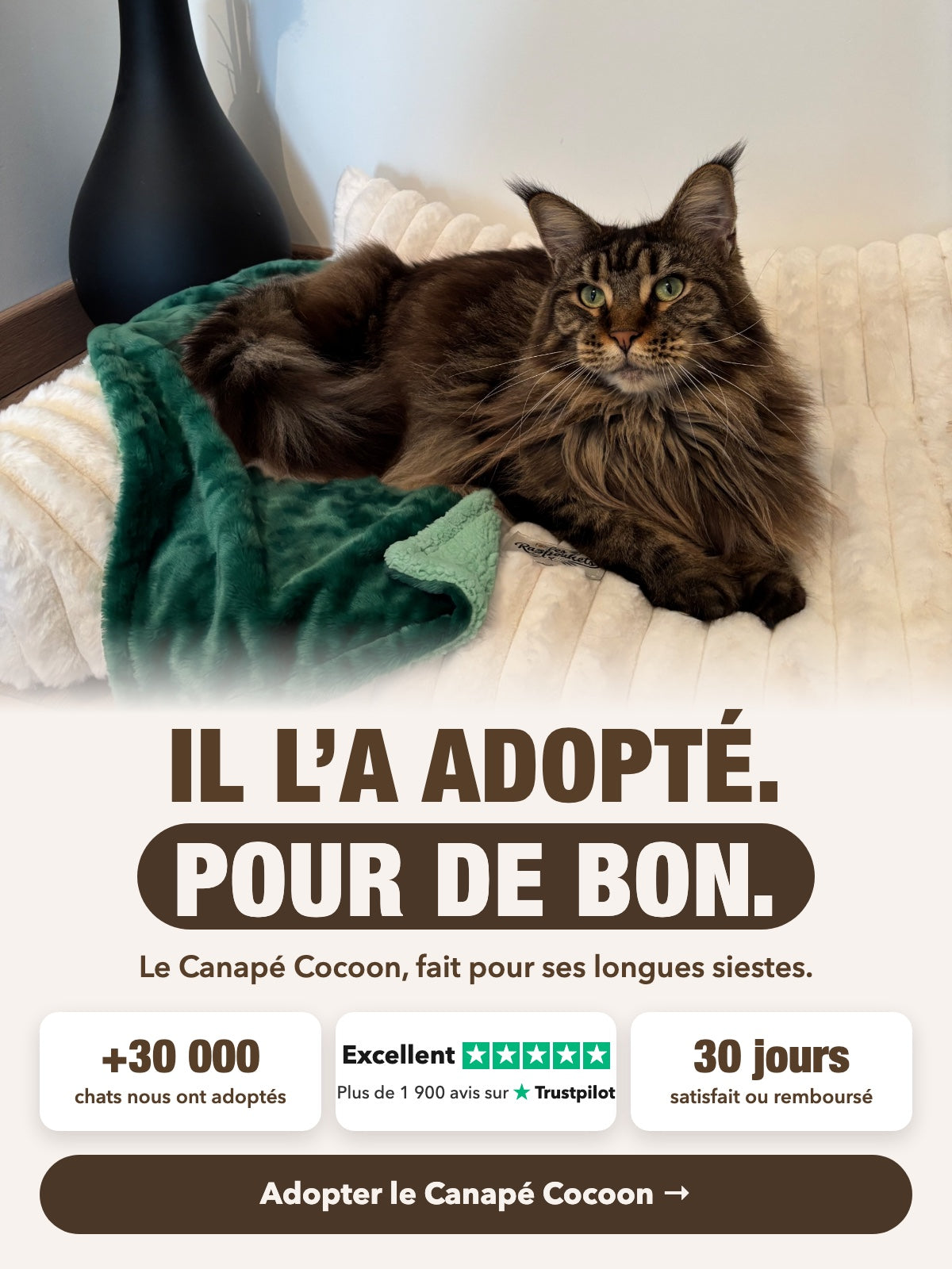 Il l'a adopté, pour de bon : Maine Coon sur le Canapé Cocoon Blanc Ivoire