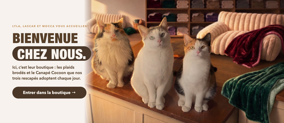 Lyla, Lascar et Mocca, les trois chats des Razpoukets, assis sur le comptoir de leur boutique : Bienvenue chez nous