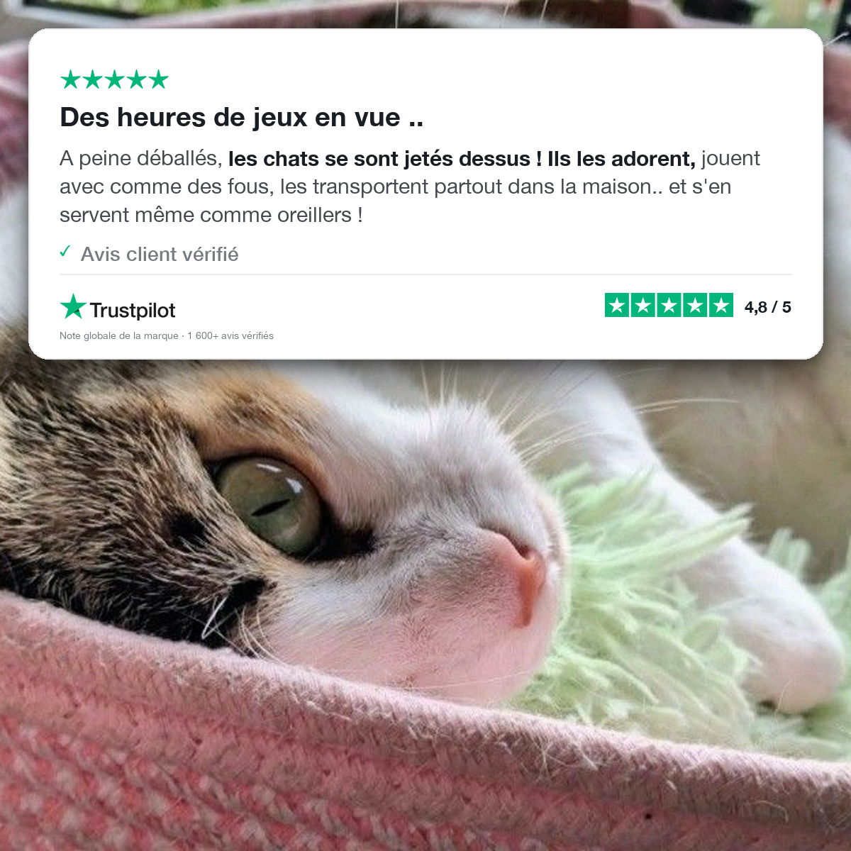 Le Trio Câlin — Jouets à l'Herbe à Chat & Bruit de Froissement
