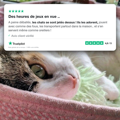 Le Trio Câlin — Jouets à l'Herbe à Chat & Bruit de Froissement