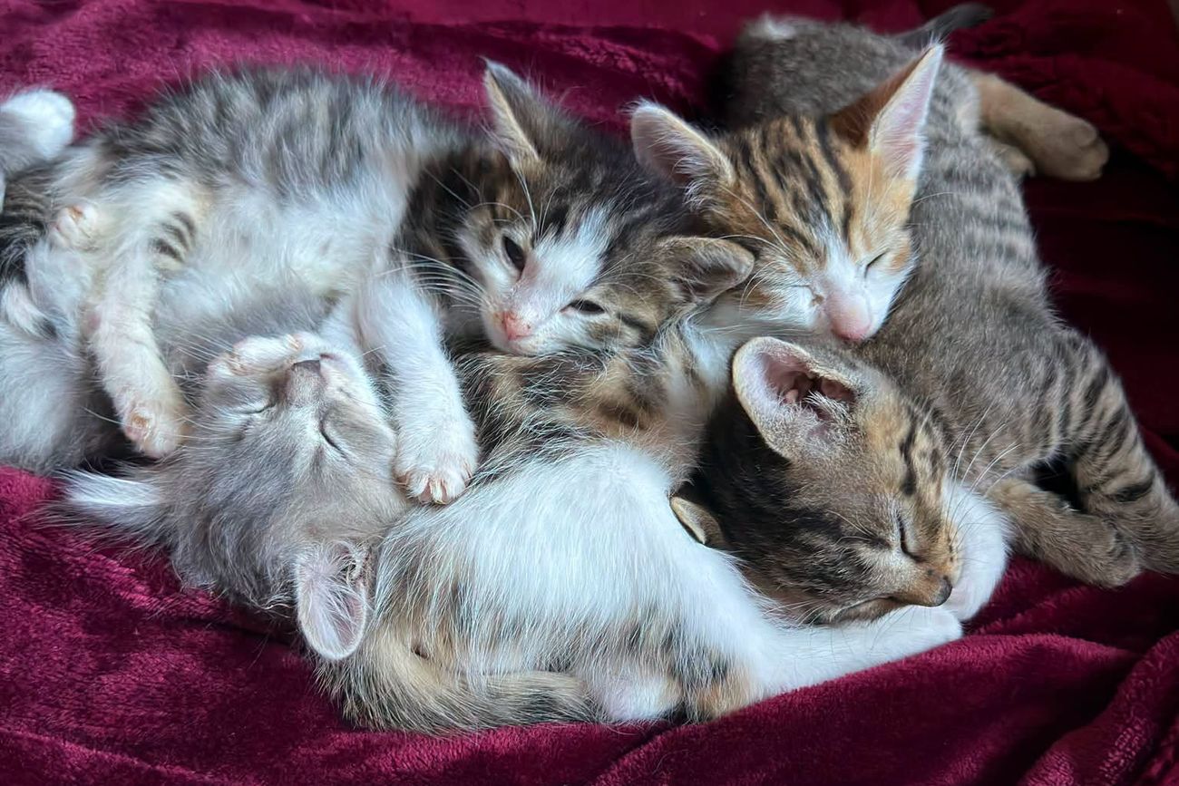 Quatre chatons endormis les uns contre les autres sur un Plaid Razpoukets Bordeaux